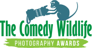 2019「搞笑野生动物摄影奖」出炉，这些家伙太有意思了！