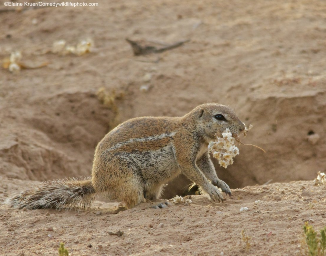 2019「搞笑野生动物摄影奖」出炉，这些家伙太有意思了！