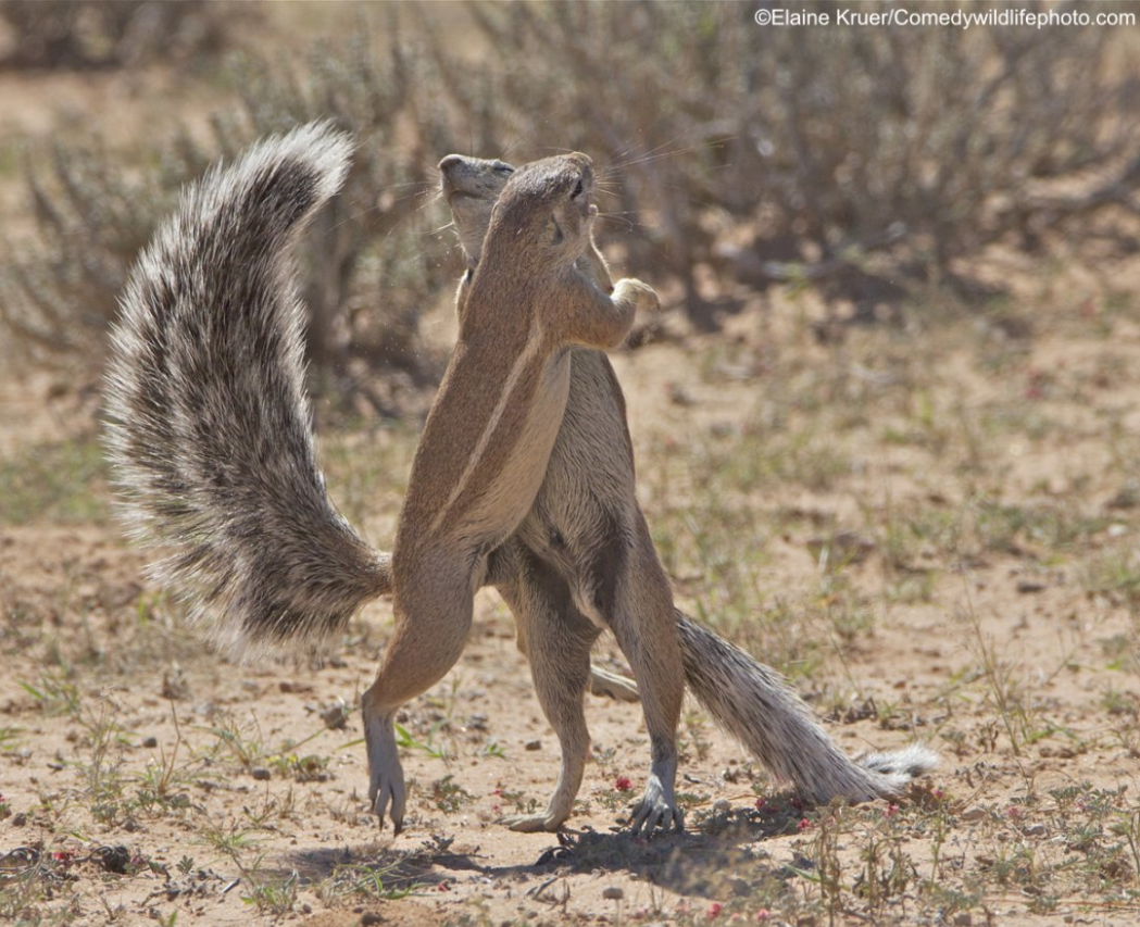 2019「搞笑野生动物摄影奖」出炉，这些家伙太有意思了！