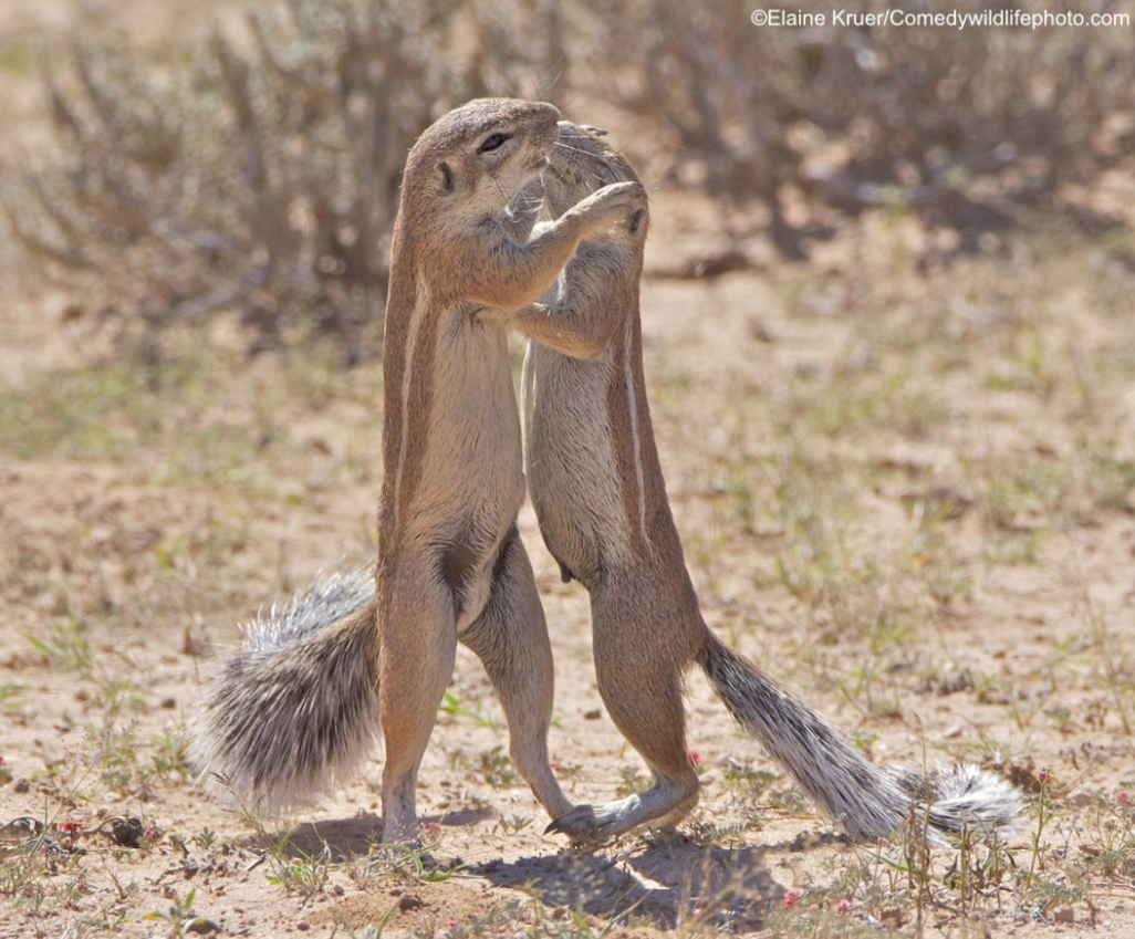 2019「搞笑野生动物摄影奖」出炉，这些家伙太有意思了！