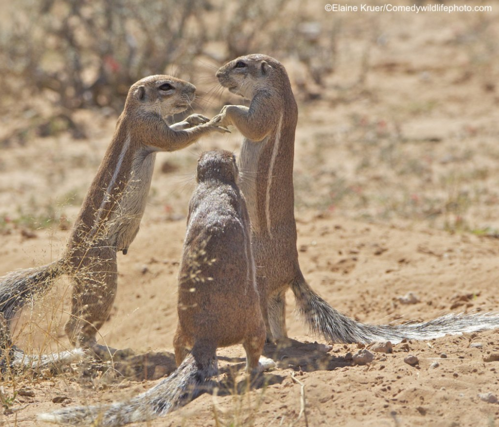 2019「搞笑野生动物摄影奖」出炉，这些家伙太有意思了！