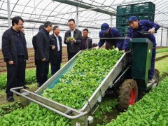 国际交流|上海绿叶菜全程机械化生产 “机器换人”工程推动蔬菜生产机械化迈上新的台阶