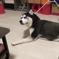 ofo上线返钱活动可以加速拿回押金，它还能怎样翻盘？